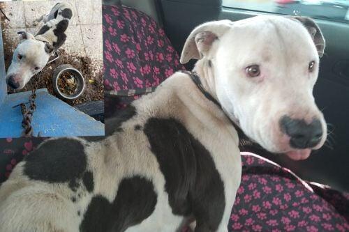 rescatan en Ecatepec a perro pitbull que sufría maltrato animal